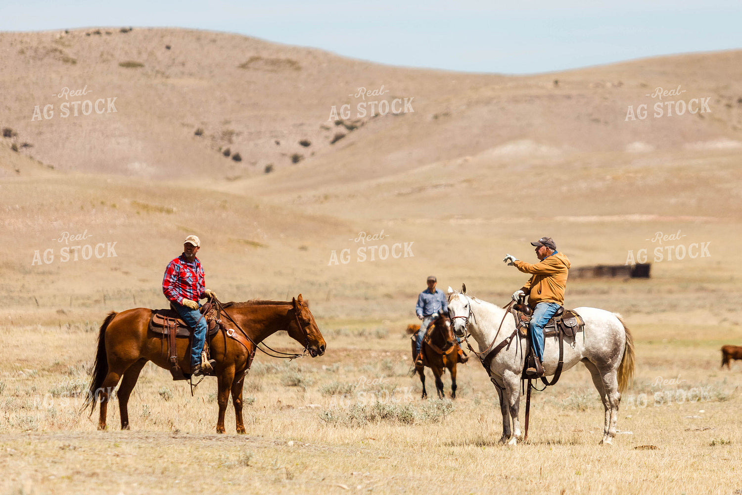 Ranchers Gathering Cattle on Horseback 97190