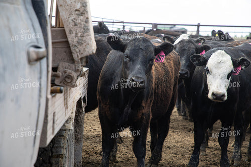 Feeding Cattle 117355