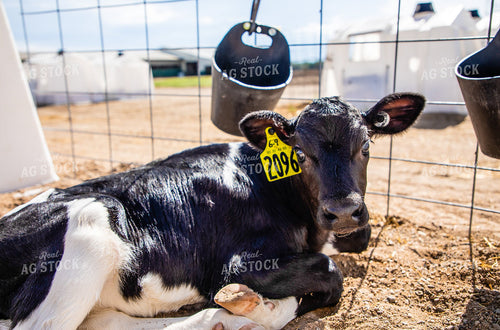 Holstein Calf in Hutch 152230