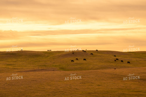 Cattle on Pasture at Sunset 299002