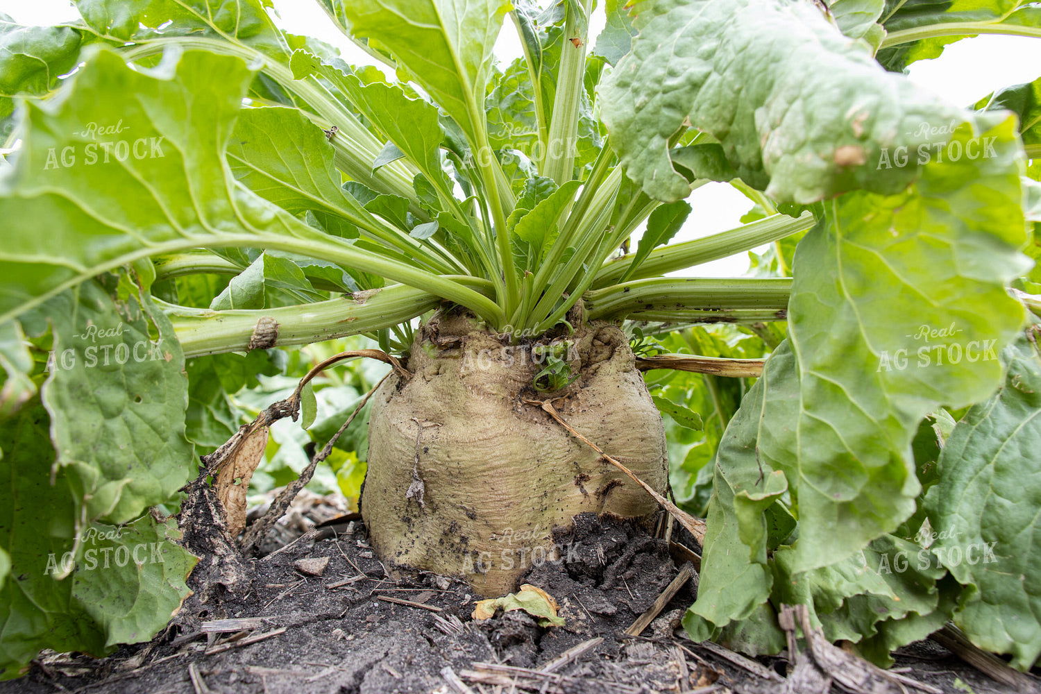Sugar Beets 255030