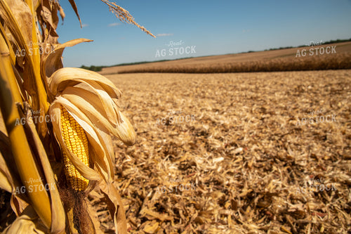 Dried Corn Waiting to be Harvested on a Sunny Day 25917