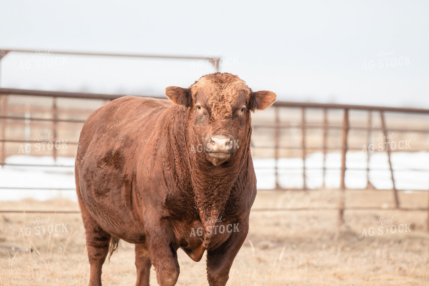 Red Angus Cattle in Pen 72025
