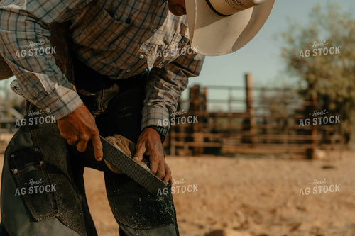 Shoeing Horse 58324