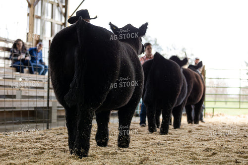 Livestock in Show Ring 52604