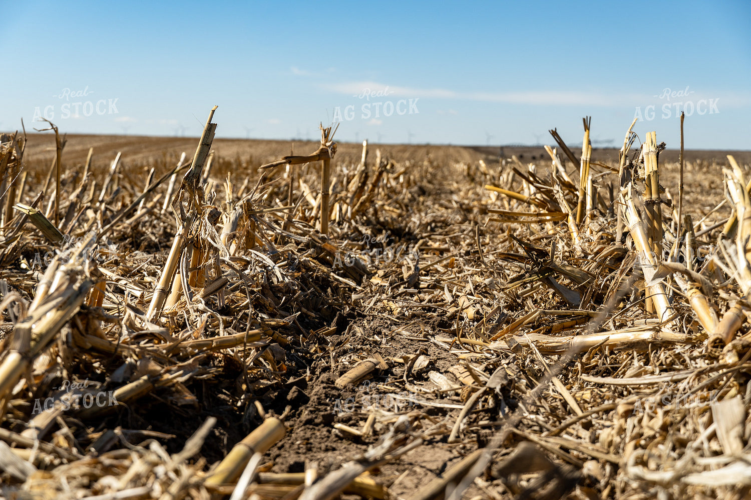 Corn Stalks 65656
