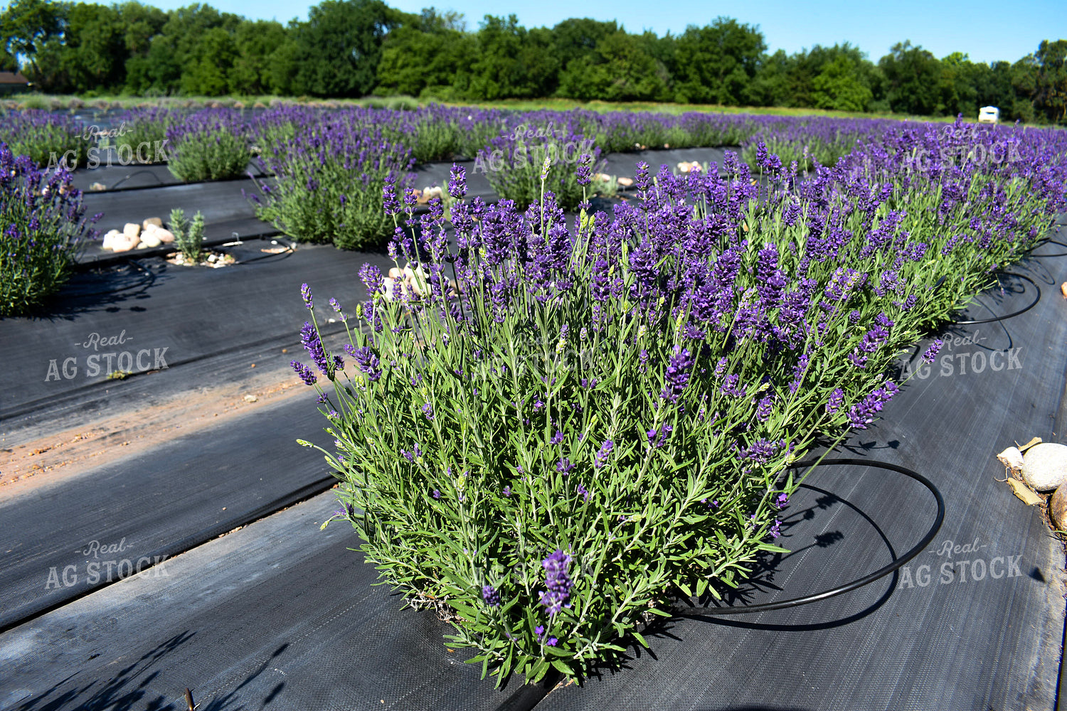 Lavendar 156110