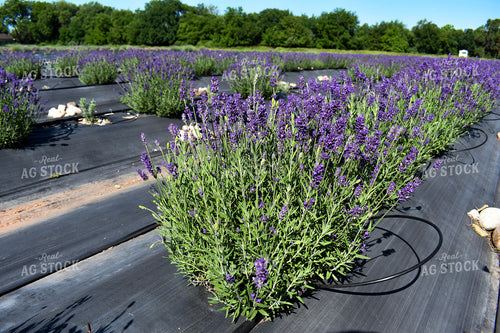 Lavendar 156110