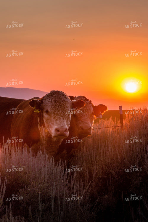 Hereford Cattle in Pasture 81116