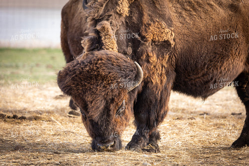 Bison 187143