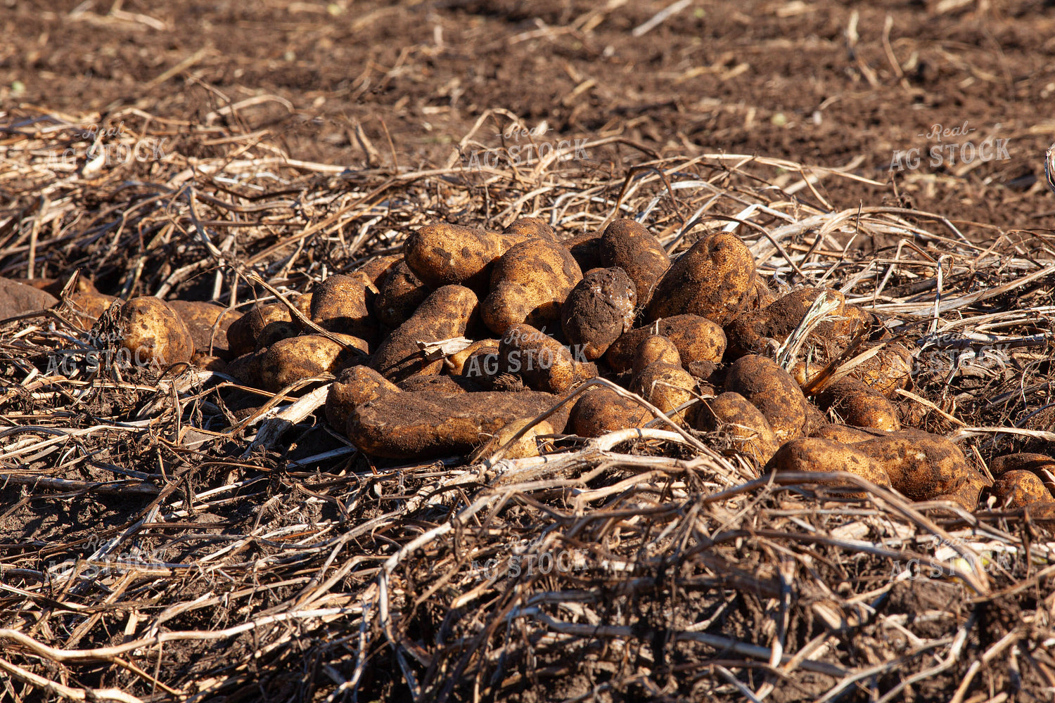 Potato Harvest 132200