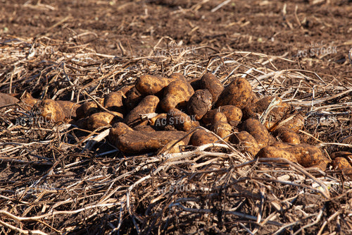 Potato Harvest 132200