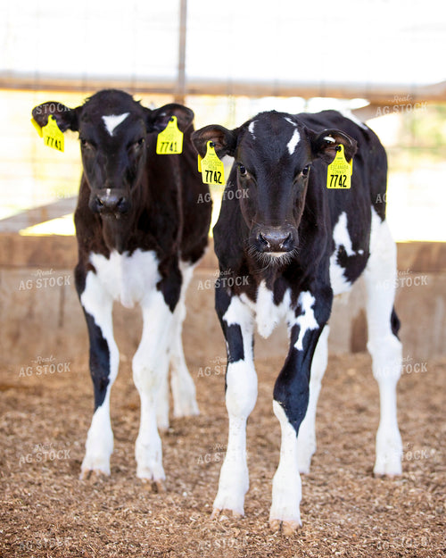 Holstein Calves 55241