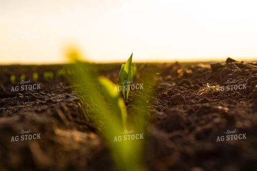 Corn Emerges from Ground 136004