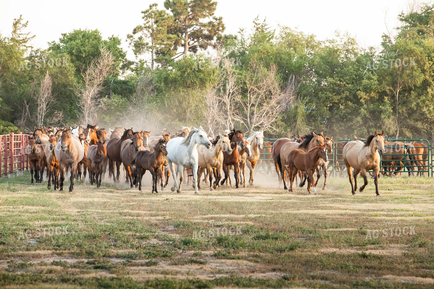 Horses in Pasture 81009