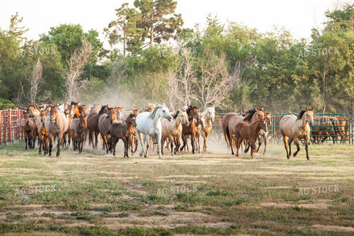 Horses in Pasture 81009