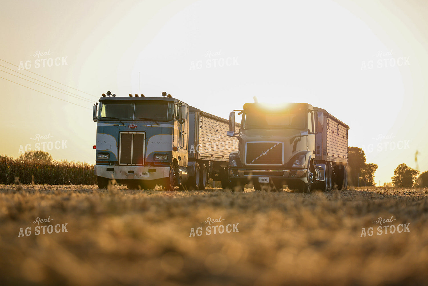 Trucks During Soybean Harvest 160412