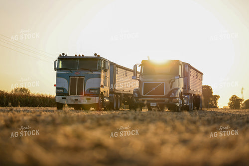 Trucks During Soybean Harvest 160412