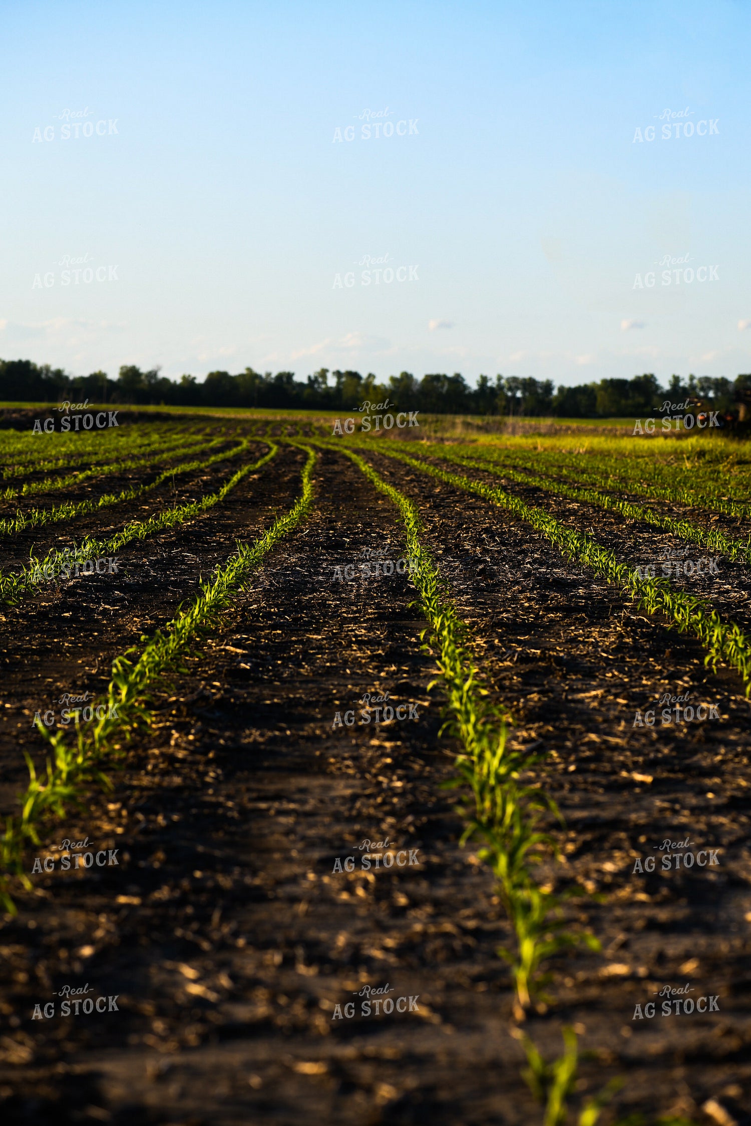 Early Growth Corn 191097
