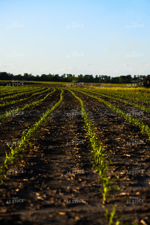Early Growth Corn 191097