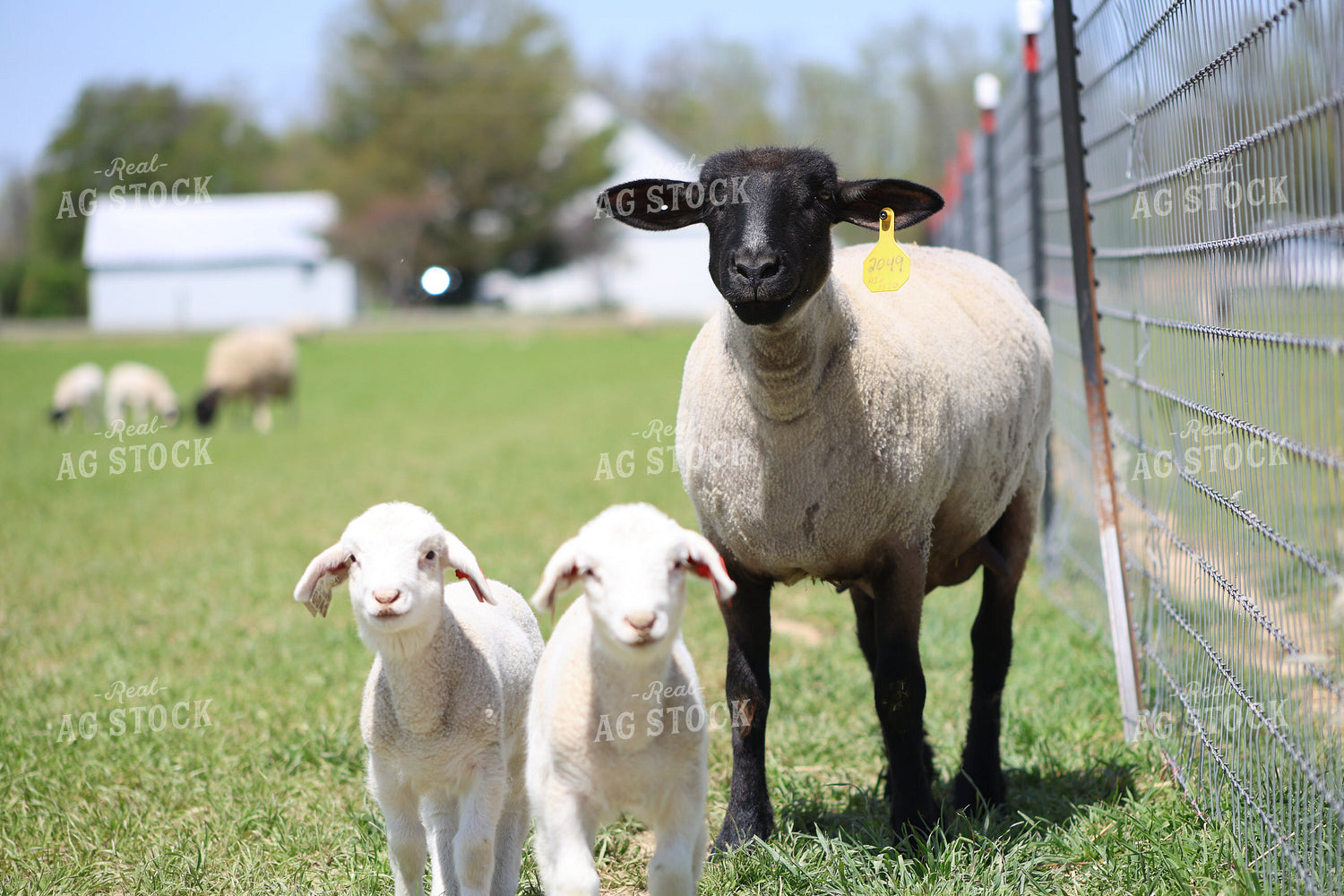 Lambs and Ewes 84261