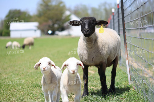 Lambs and Ewes 84261