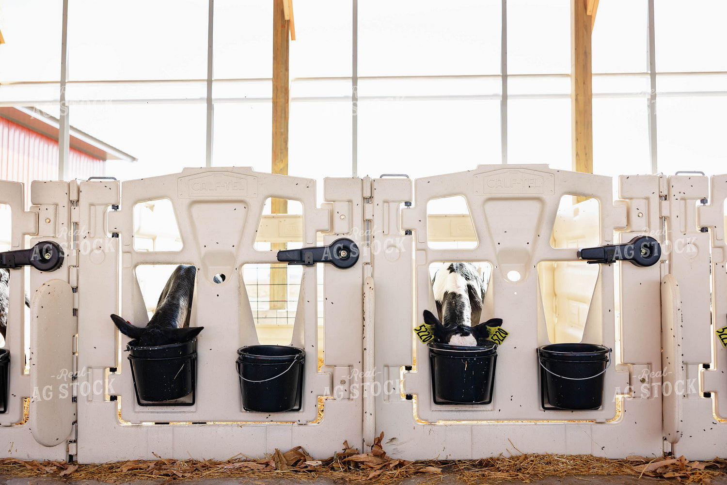 Holstein Calves 152352