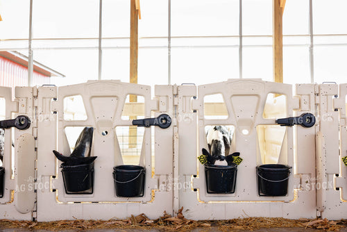 Holstein Calves 152352