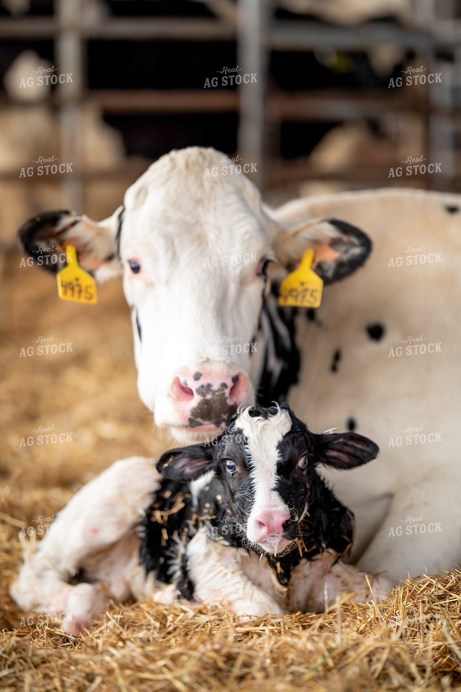 Holstein Cow and New Calf 55392