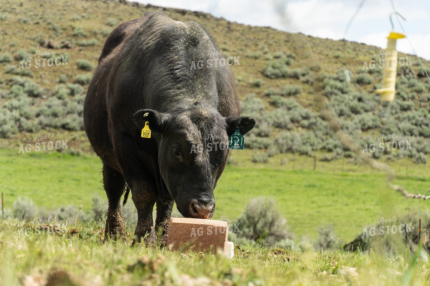 Bull and Mineral Block 65648