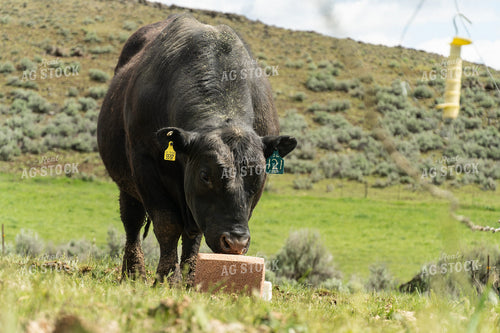 Bull and Mineral Block 65648