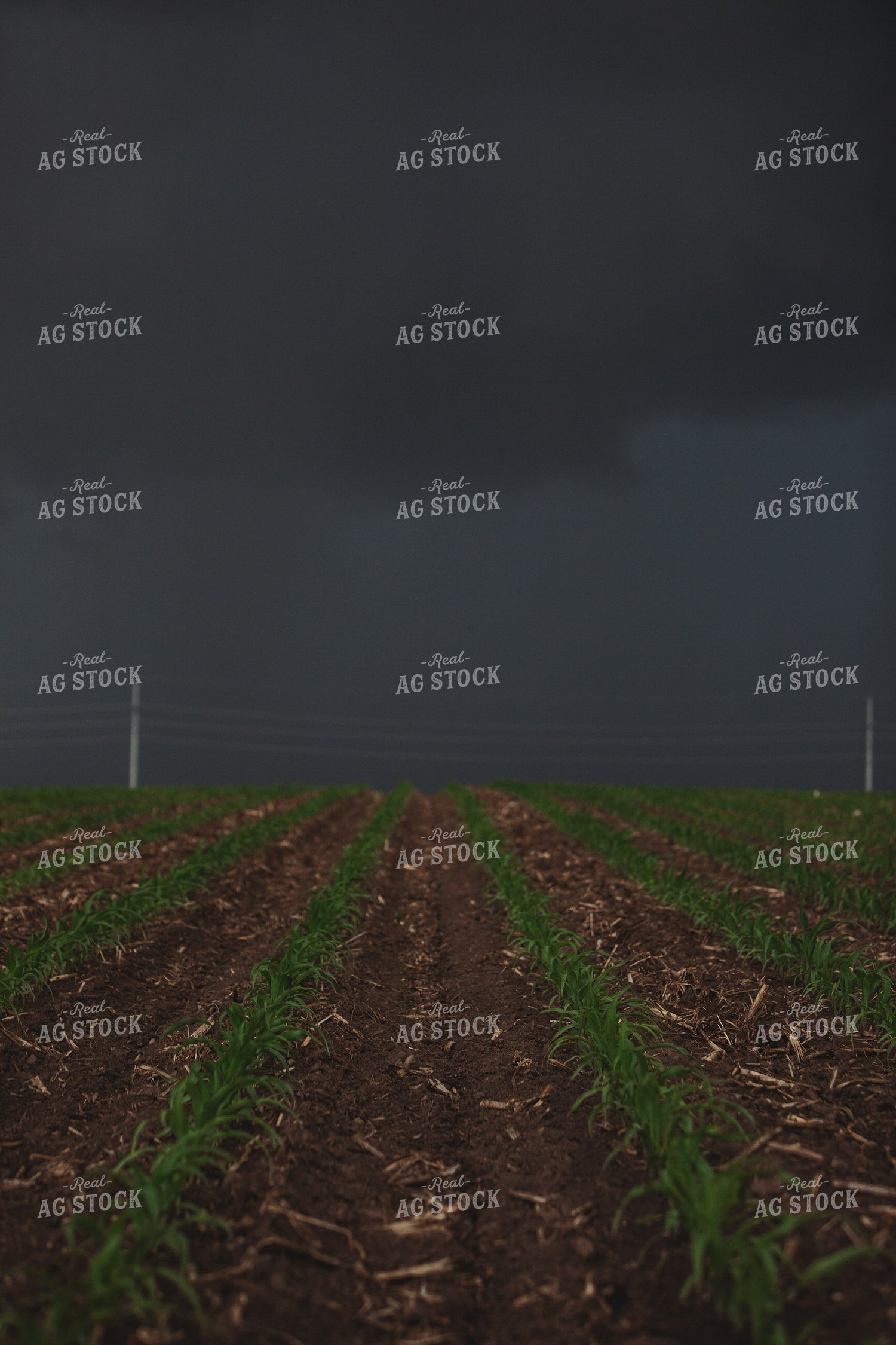 Corn Field with Dark Stormy Sky 5756