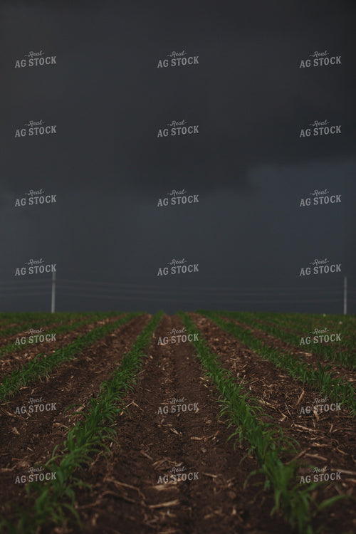 Corn Field with Dark Stormy Sky 5756
