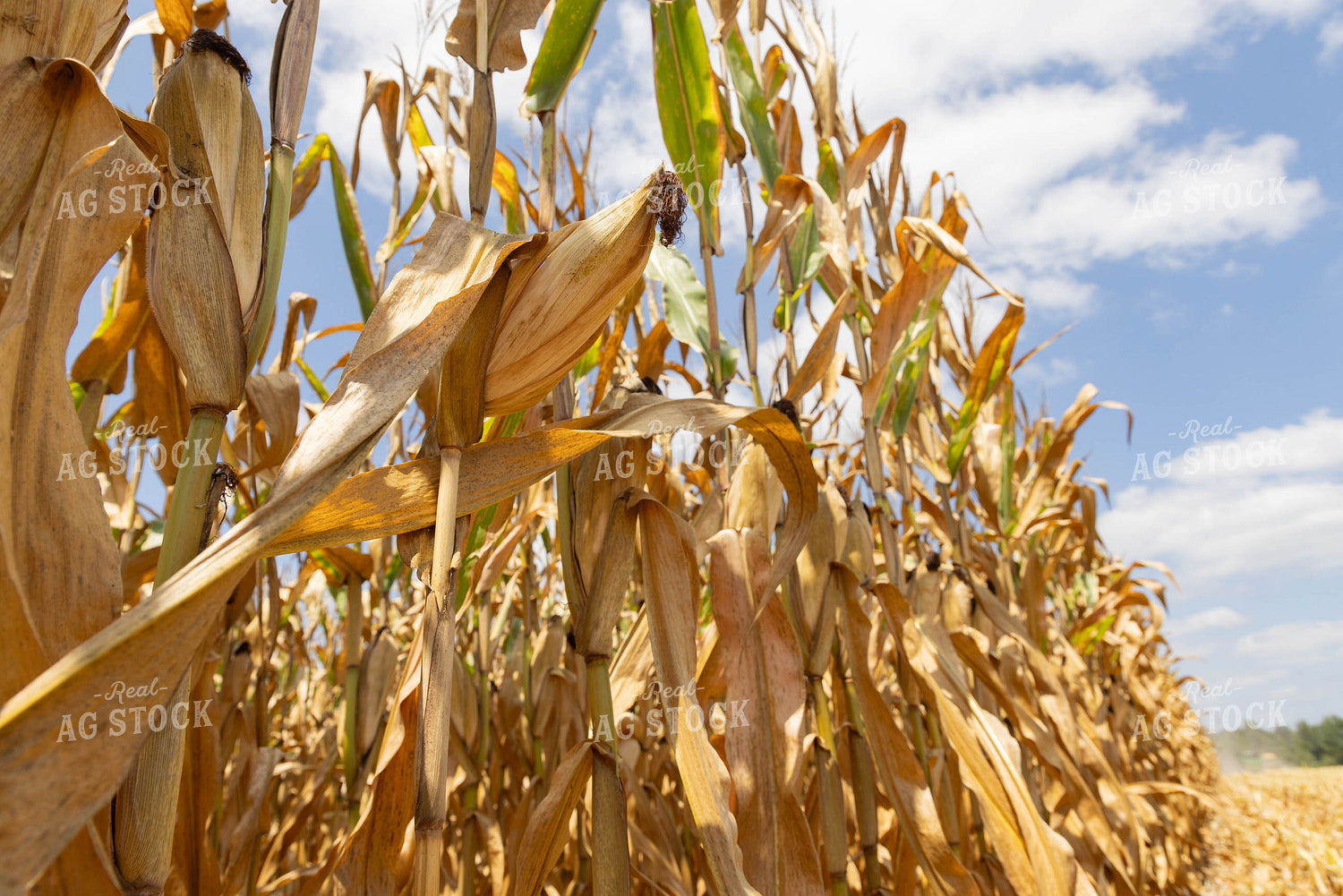 Dried Corn 79710
