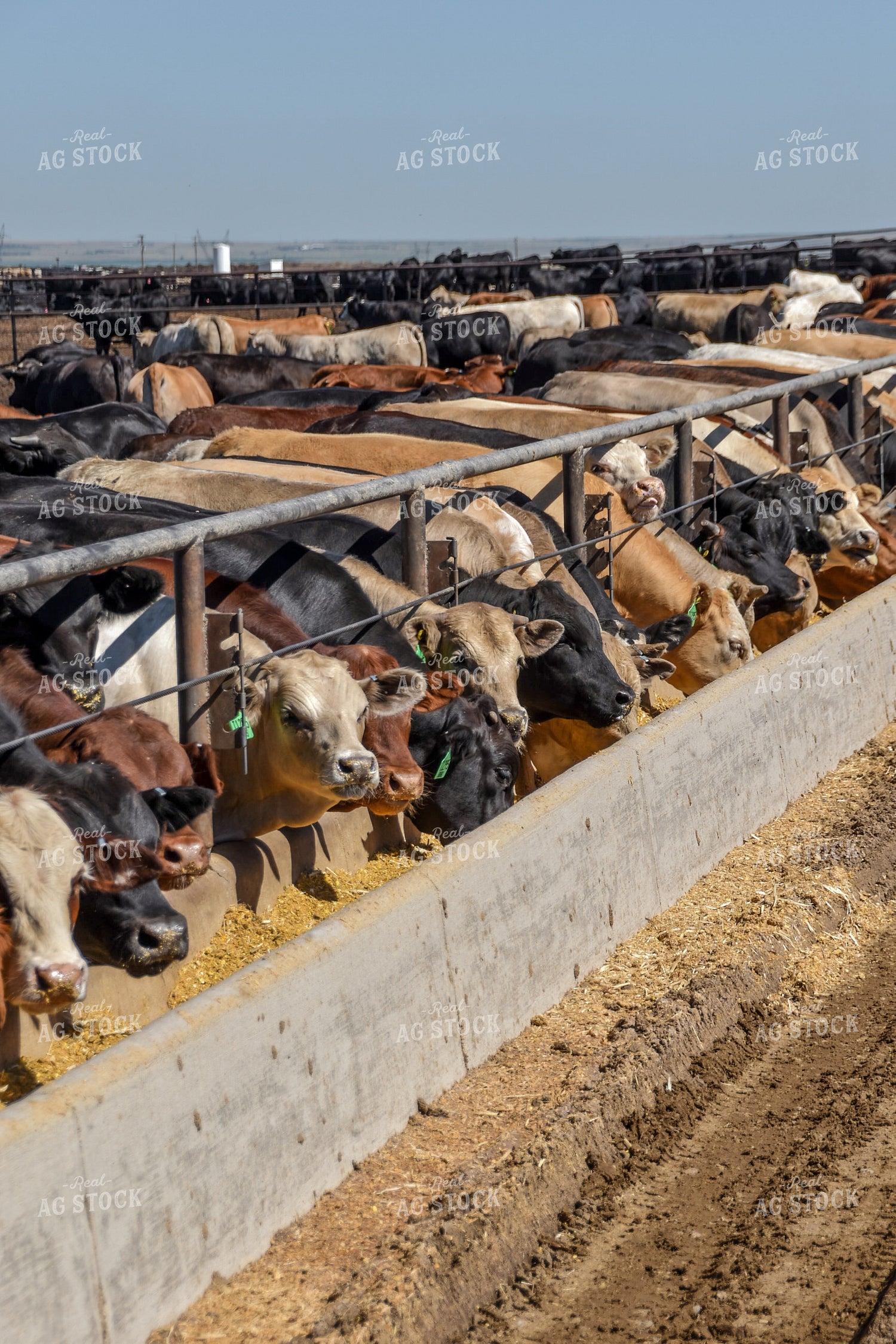 Diverse Cattle Eating From Feed Bunk in Feedlot Pen 56469
