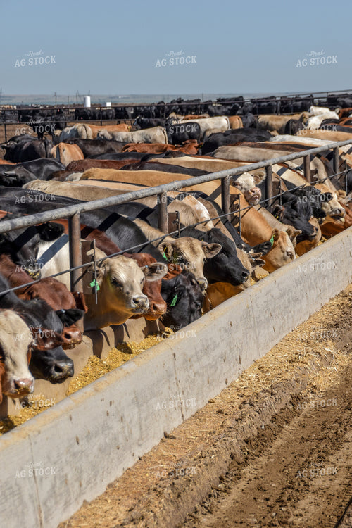 Diverse Cattle Eating From Feed Bunk in Feedlot Pen 56469