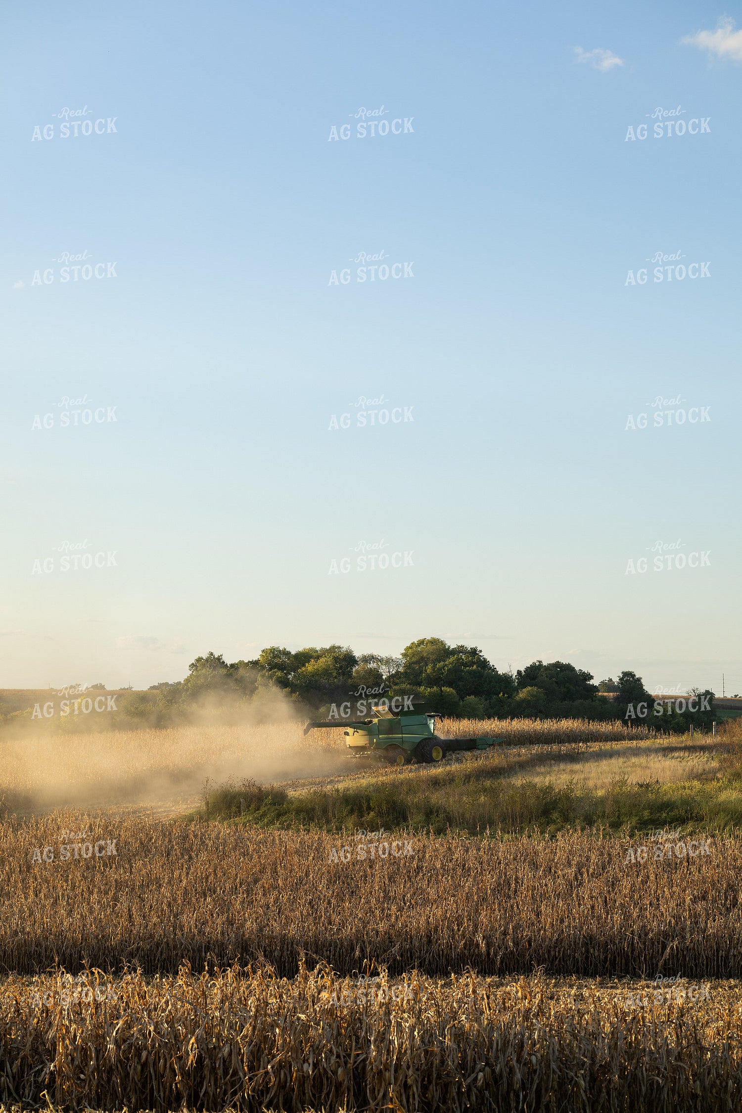 Corn Harvest 215146