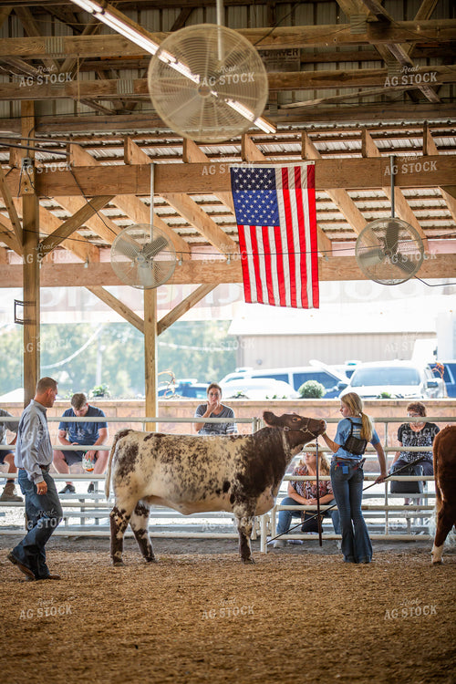 Showing Cattle 270097