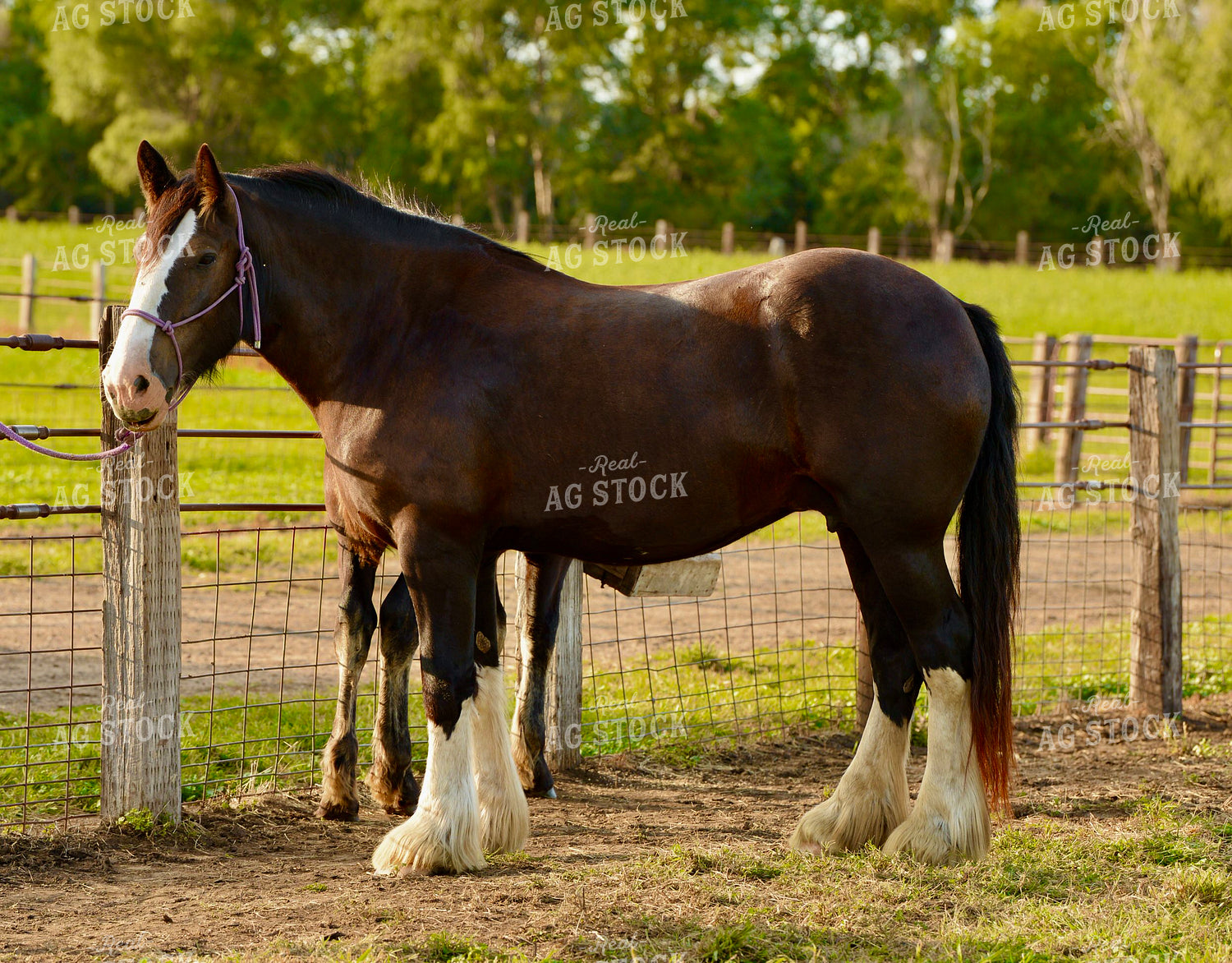 Draft Horse 299169