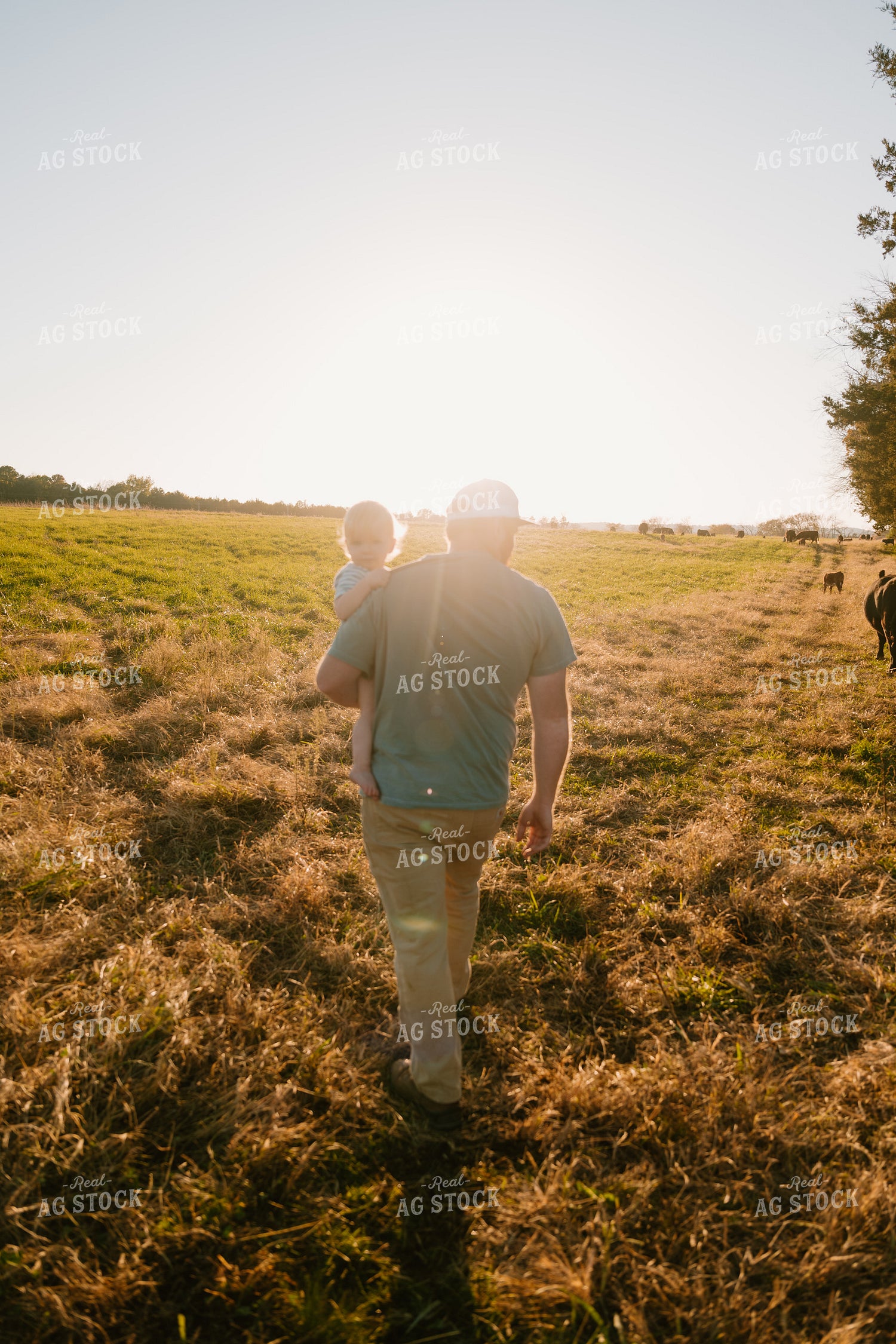 Farmer Checking Cows with Farm Kid 125350