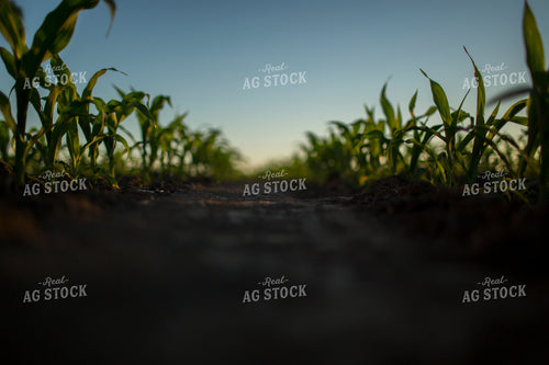 Corn - Early Growth 1093