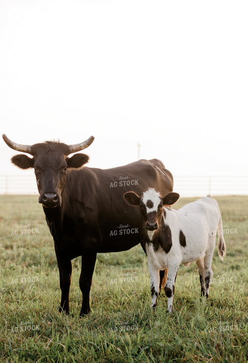 Corriente Cow Calf Pair 278005