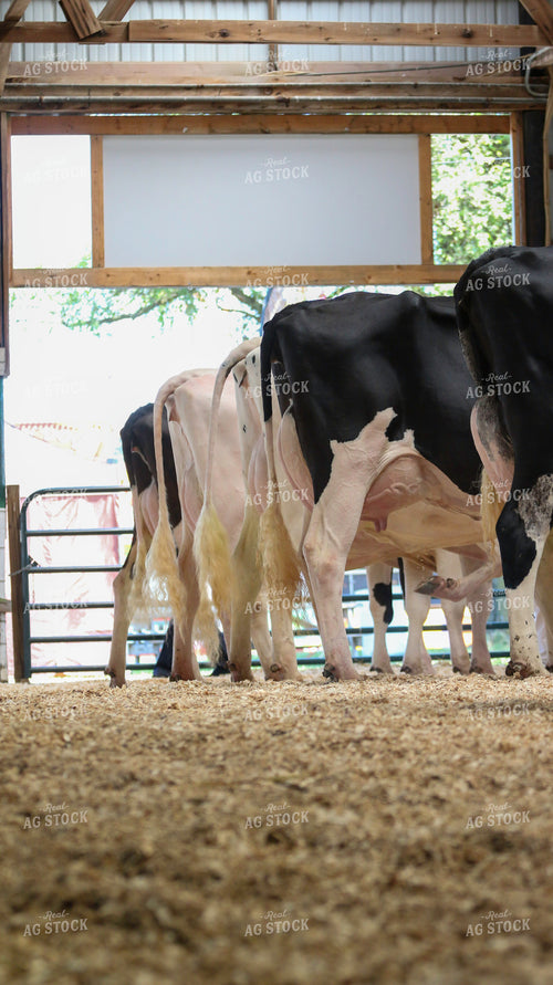 Dairy Cattle Show 160487