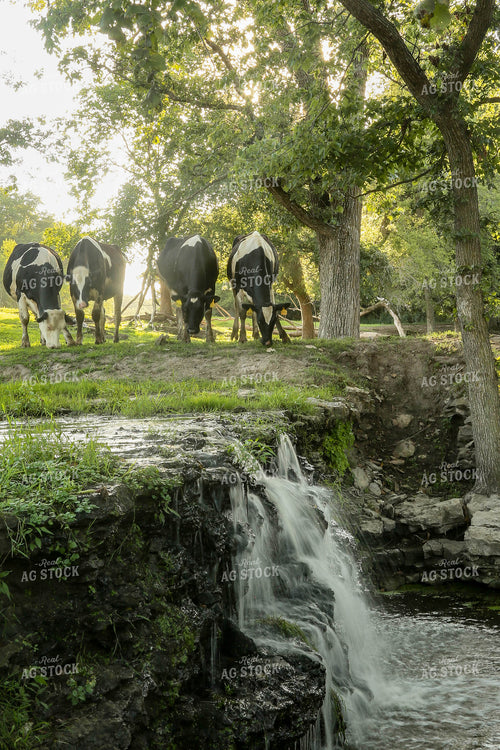 Cattle Grazing by Waterfall 161109
