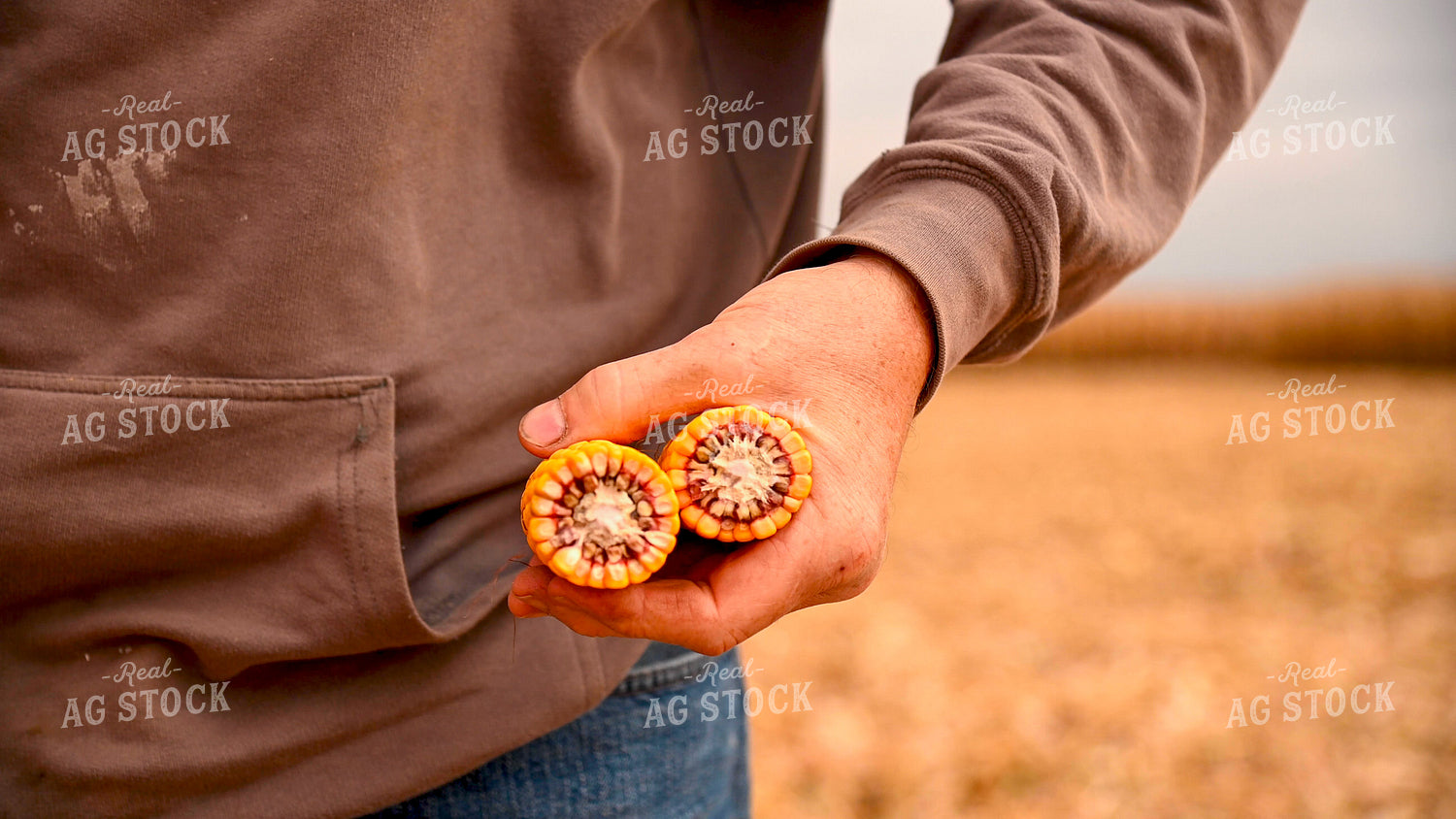 Farmer Examines Corn Ear in the Field 25668
