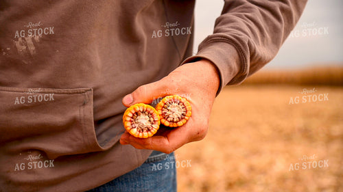 Farmer Examines Corn Ear in the Field 25668