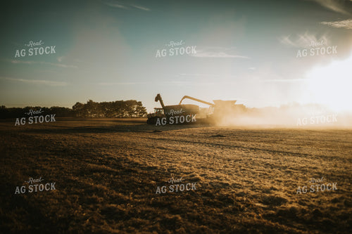 Combine Loading Auger Cart During Soybean Harvest 5077