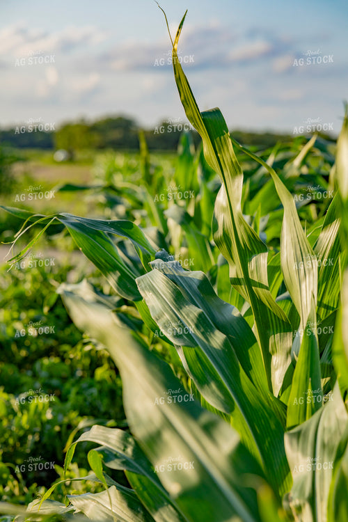 Mid-Season Corn Field 291096