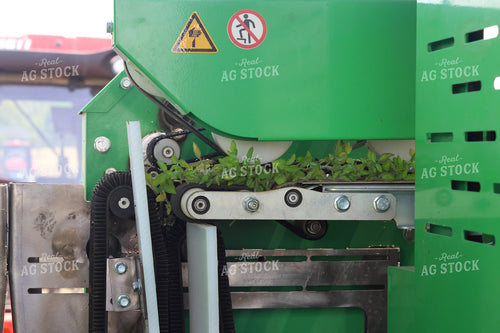 Planting Tomatoes 109160