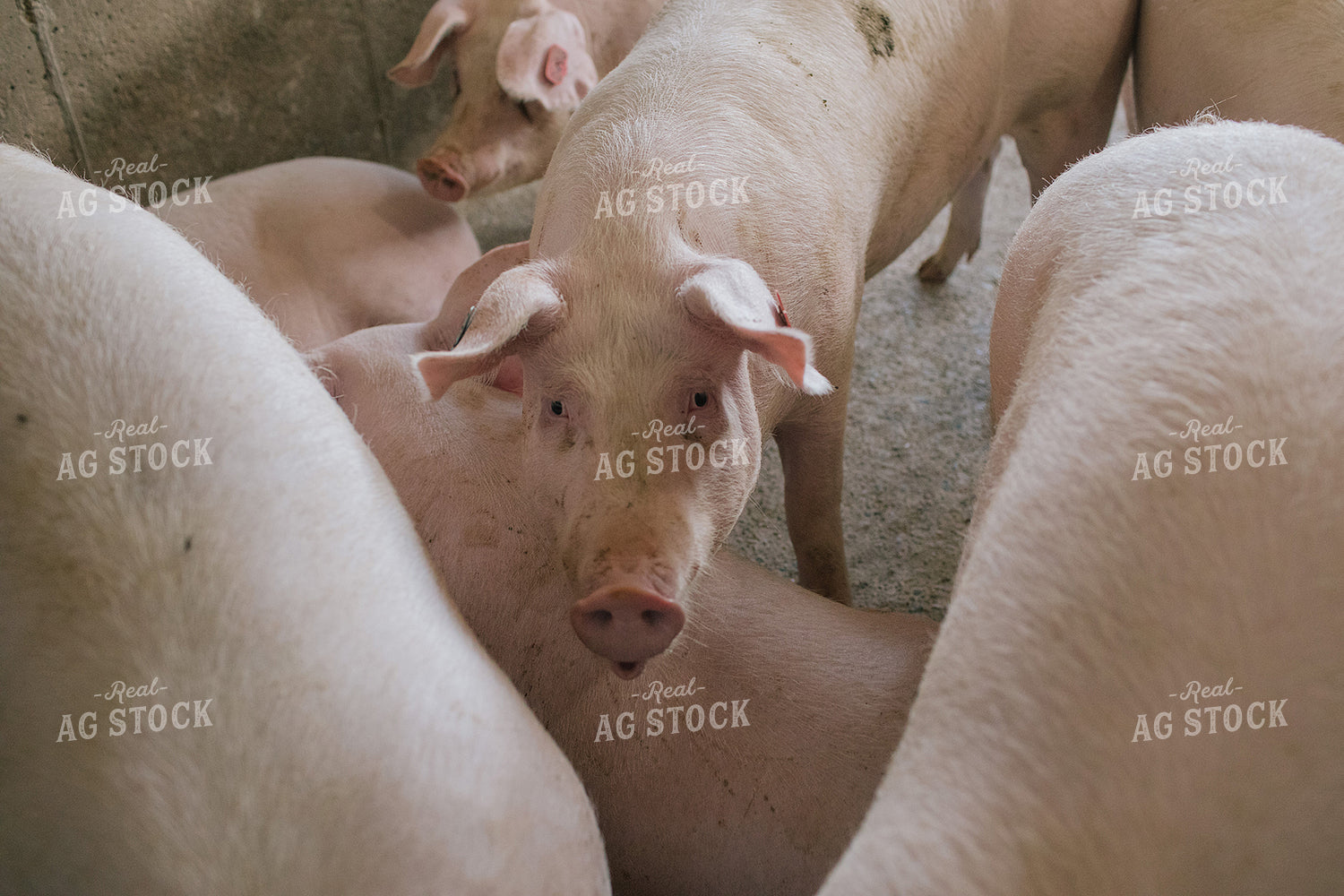 Pig in Pen in Modern Barn 3231